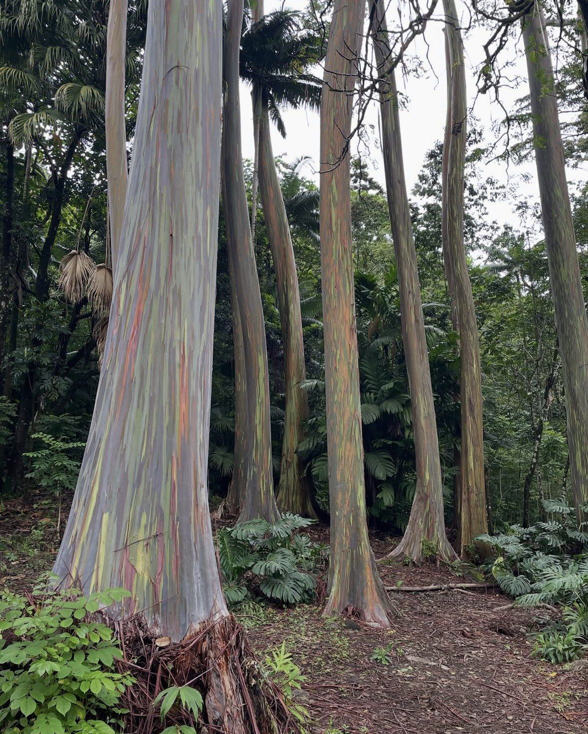 Grove of tall striped eucalyptus trees in overcast rainforest along Road to Hana