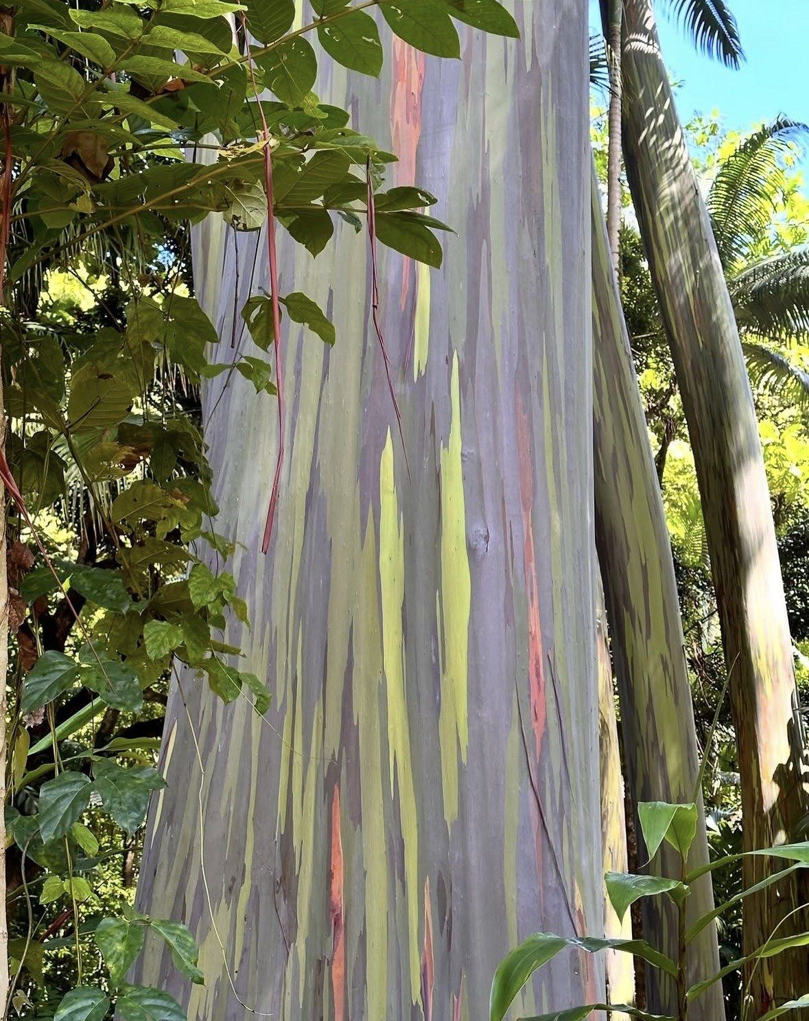Rainbow eucalyptus trunk with green and orange bark among roadside palms